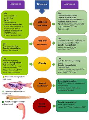 Zebrafish for Personalized Regenerative Medicine; A More Predictive Humanized Model of Endocrine Disease